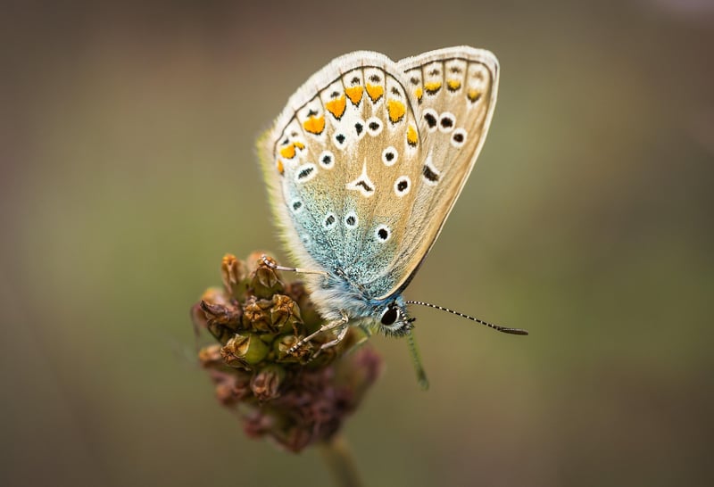 Butterfly Effect Dilemma